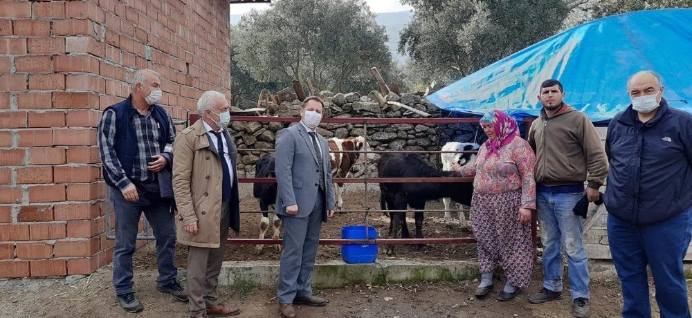 Aydın’da Manda Boğası Dağıtımı Yapıldı