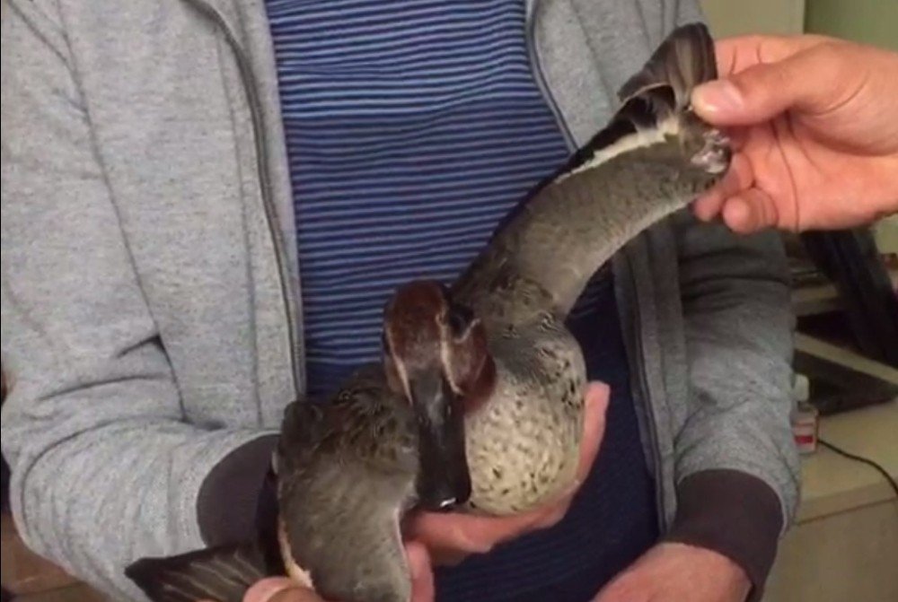 Bulduğu Yaralı Yaban Ördeği Sahiplendi