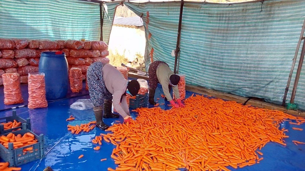Acıpayam Çakır Havucunda Hasat Devam Ediyor