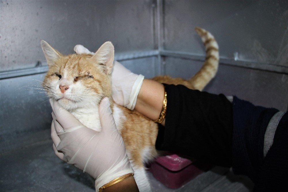 Depremde 2 Kedi Gözlerini Kaybetti, Şimdi Sıcak Yuva Bekliyor