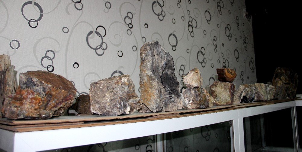 Erzurum’da 160 Milyon Yıllık Taşlaşmış Fosil Ağaç Bulundu