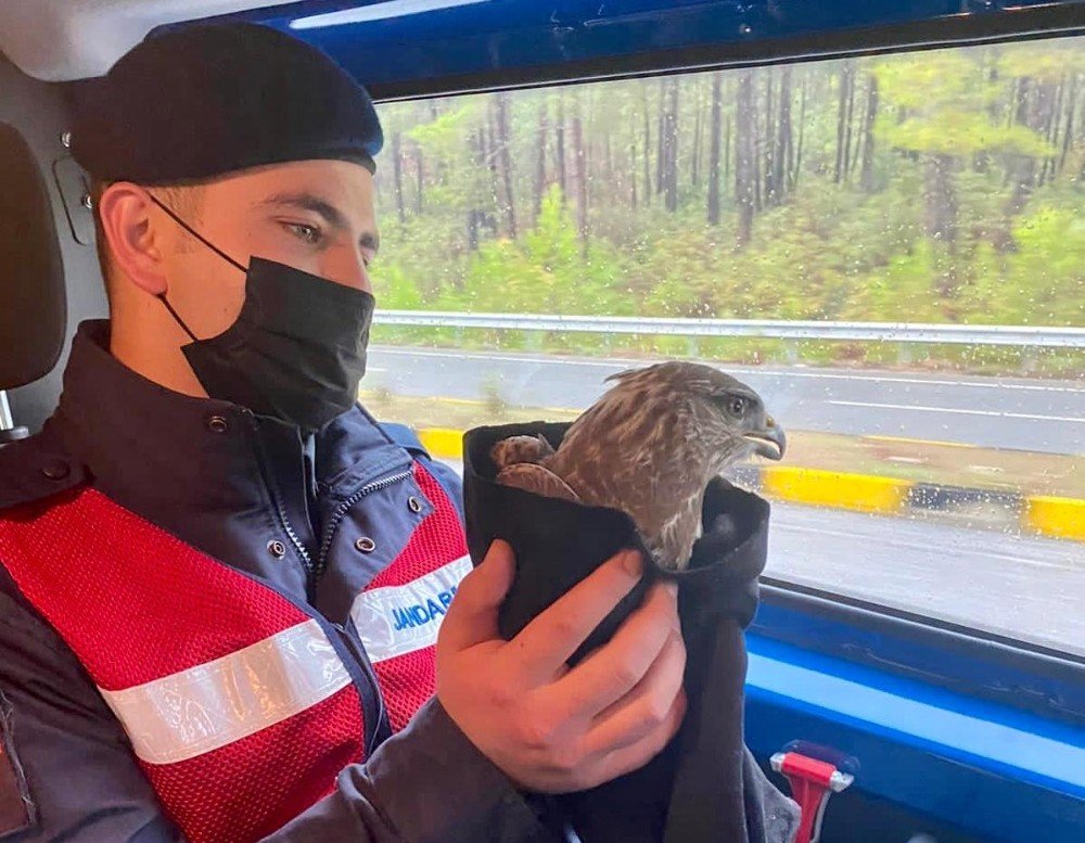 Jandarmanın Bulduğu Hasta Şahin Tedavi Altına Alındı