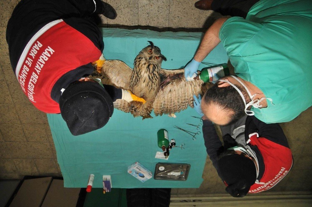 Karatay Belediyesi 2020’de 134 Hayvanı Sağlığına Kavuşturdu