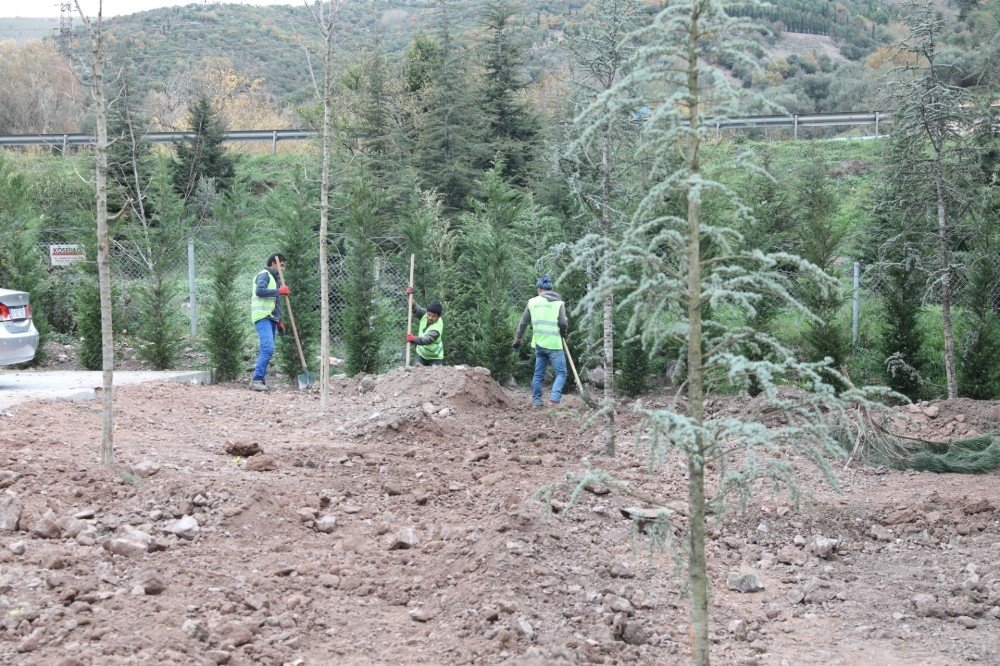 Körfez’de Yeşil Alanlar Arttırılıyor