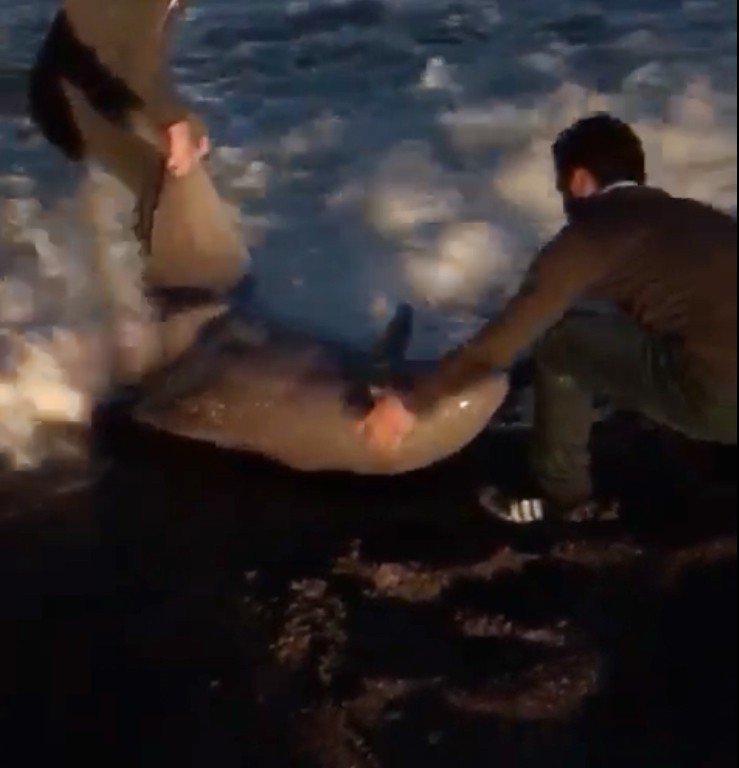 Fırtınada Karaya Vuran Yunusu Vatandaşlar Kurtardı