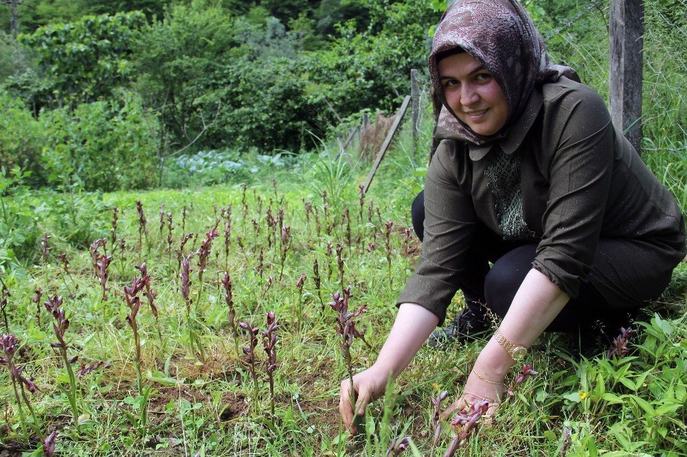 Kilosu Bin 400 Tl’den Satılan Ürüne Hibe Desteği