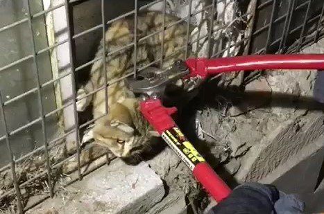 Kafası Tellere Sıkışan Kedinin İmdadına İtfaiye Yetişti