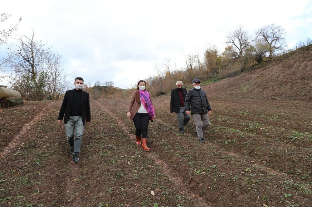 İzmit’te Salep Ve Ekinezya Üretimi İçin İnceleme Yapıldı