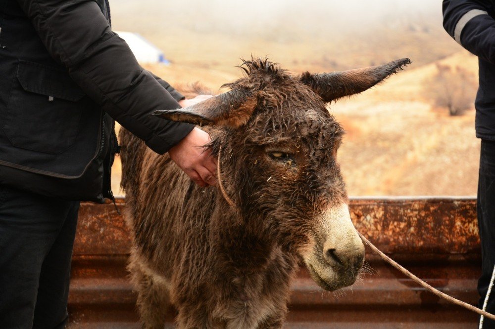 İşkence Gören Eşek, İzmir’deki Çiftliğe Gönderilecek