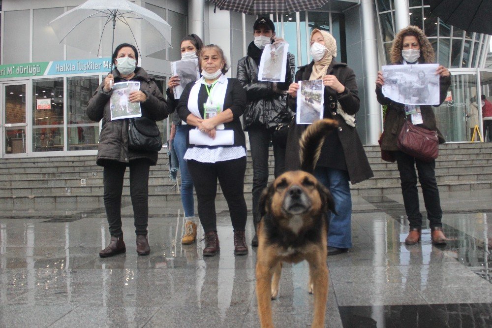 İzmit’te Öldürülen Köpekler İçin Hayvan Sevenlerden Tepki