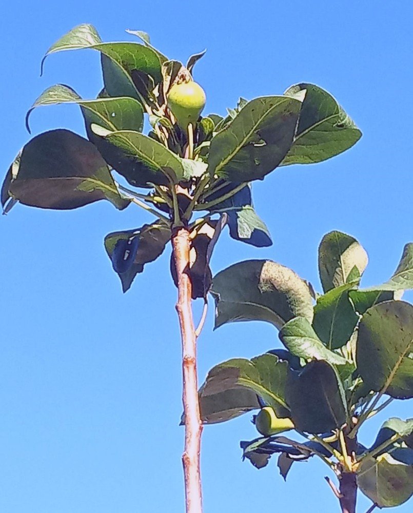 Armut Ağacı Aralıkta Meyve Verdi