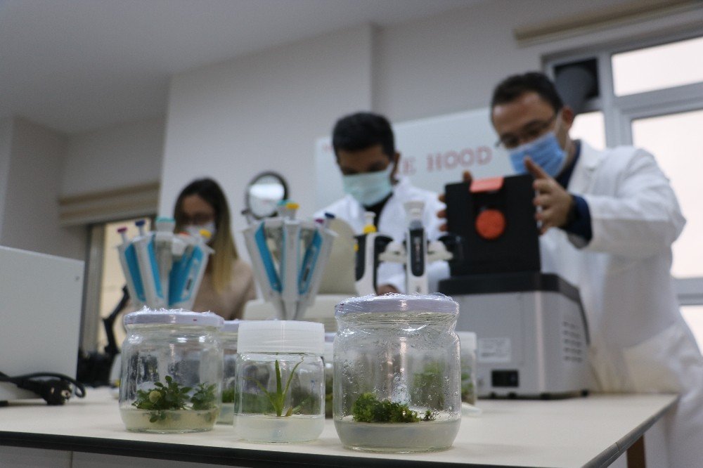 Kuraklık Afetine Karşı Dayanıklı Bitkiler Islah Edecekler