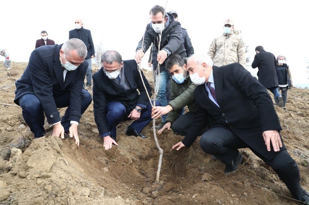 1 Milyon Ceviz Fidanı Toprakla Buluşacak