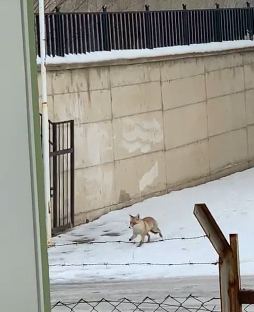 Pandemi Nedeniyle Kapalı Olan Okulun Bahçesine Gelen Tilki Kamerada