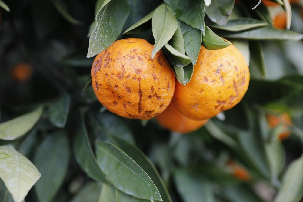 Seferihisar’da Tonlarca Mandalinayı Sağanak Vurdu, Mantar Hastalığı Oluştu