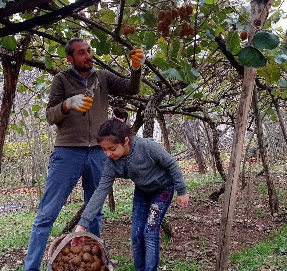 Kivi Hasadı Devam Ediyor