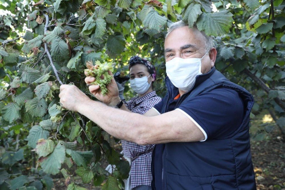 Başkanın Tmo Zaferi: Fındık Alımı 30 Nisan 2021’e Kadar Uzatıldı