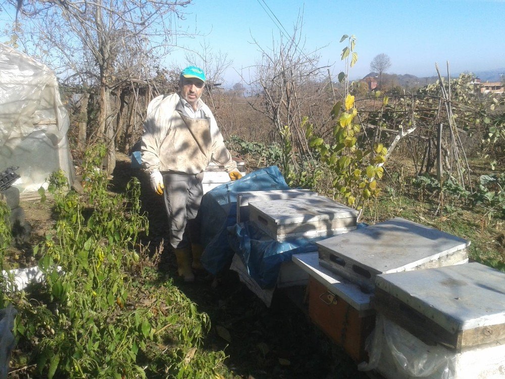 Korona Virüs Kestane Balına Talebi Artırdı