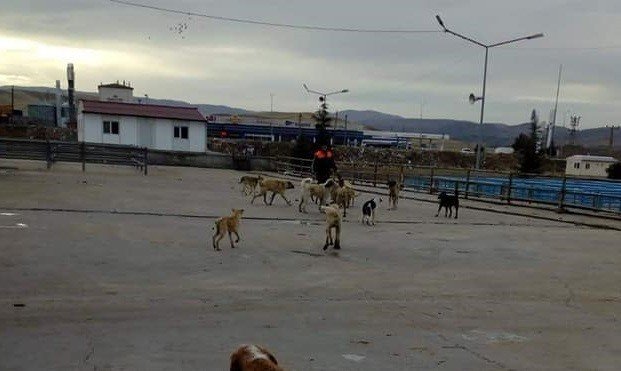 Sungurlu Belediyesi Sokak Hayvanlarını Kısırlaştırıyor