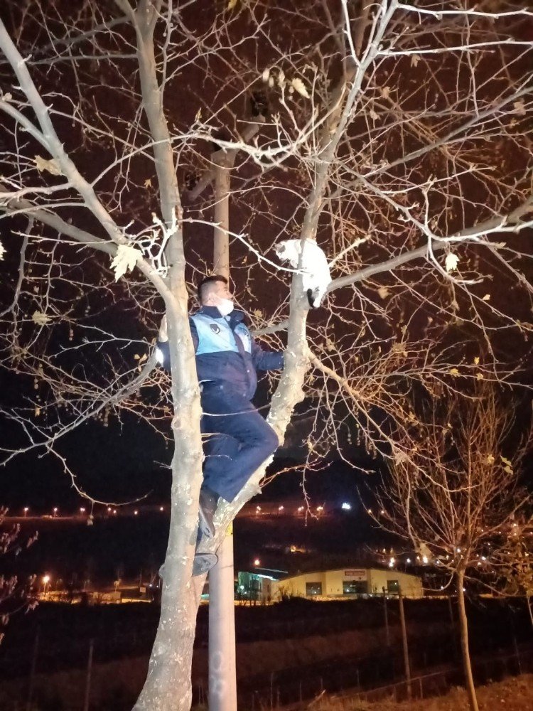 Ağaçta Mahsur Kalan Kediyi Zabıta Kurtardı