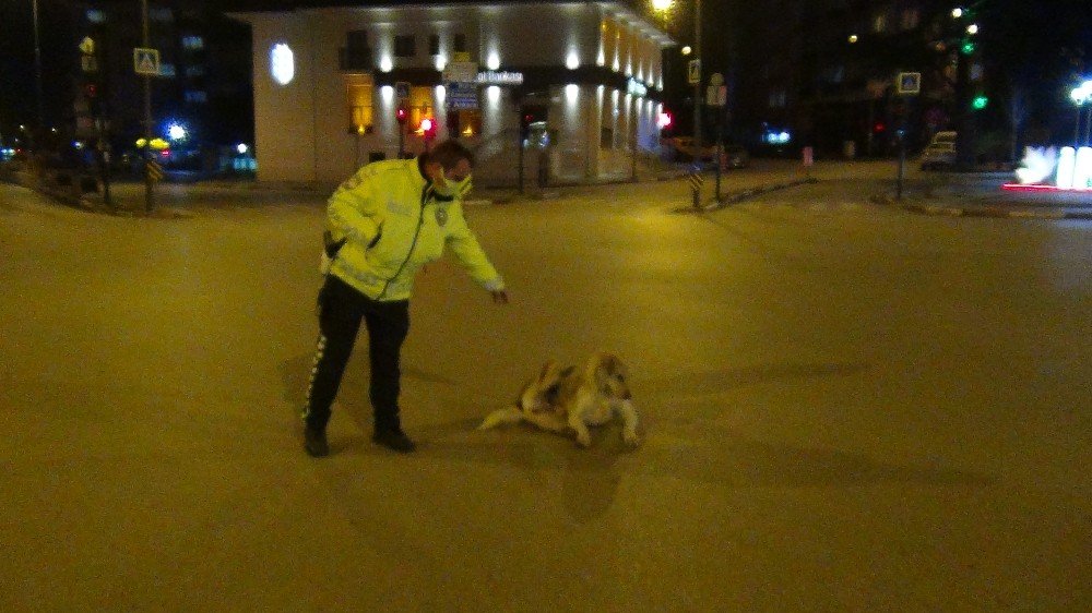 Polis Memuruyla Köpeğin Gülümseten Görüntüleri