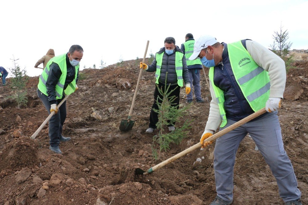 Erciş Belediyesi Orman Çalışmalarını Sürdürüyor