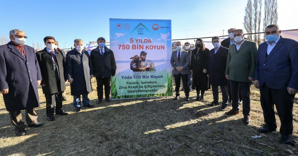 Ağrı’da ’5 Yılda 750 Bin Koyun Projesi’ Kapsamında Çiftçiler İlk Koyunlarını Teslim Almaya Başladı