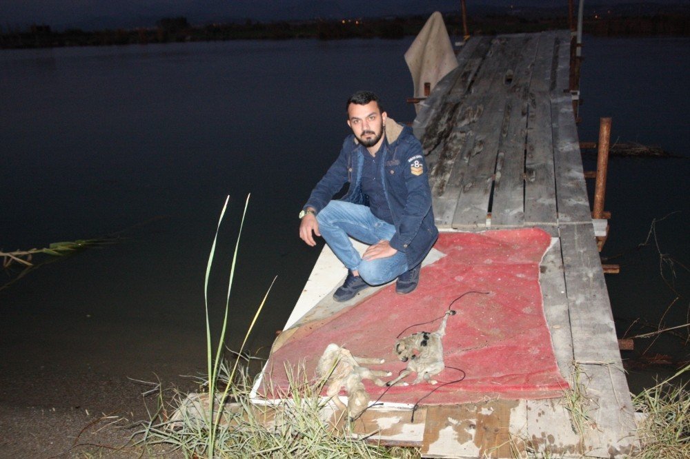 2 Yavru Kuzuyu Ayaklarına İp Bağlayıp Manavgat Irmağında Ölüme Terk Ettiler