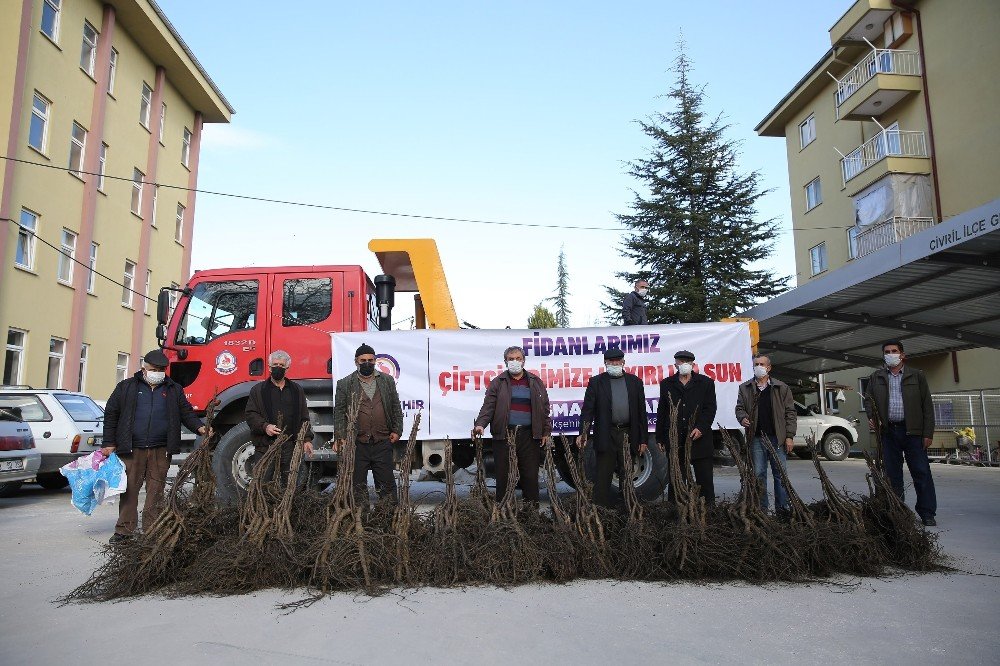 3 Yılda 340 Bin Ceviz Fidanı Toprakla Buluşacak
