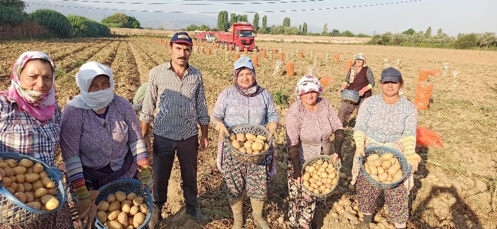 İzmir’de Patates Hasadı Kaldığı Yerden Devam Edecek