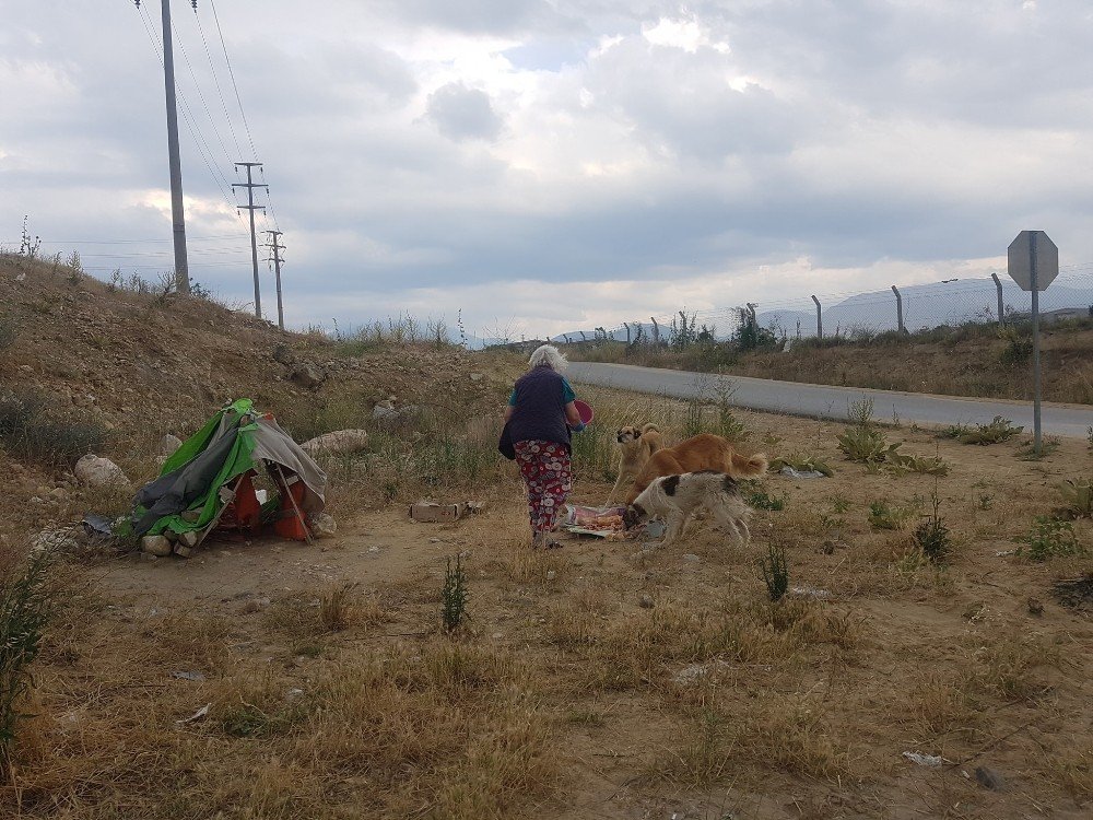 Sokak Hayvanları Pandemide Mağdur Oluyor