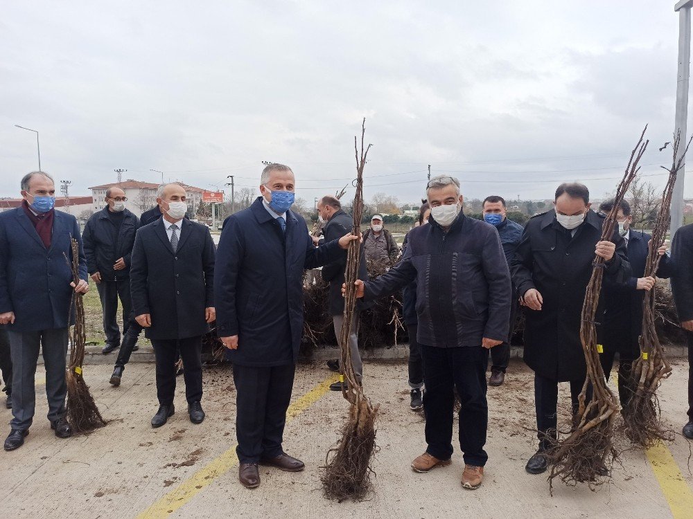 Bafra’da Üreticilere 2 Bin 500 Ceviz Fidanı Dağıtıldı
