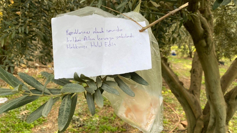 Zeytin Ağacındaki Not Ve Para Şok Etti