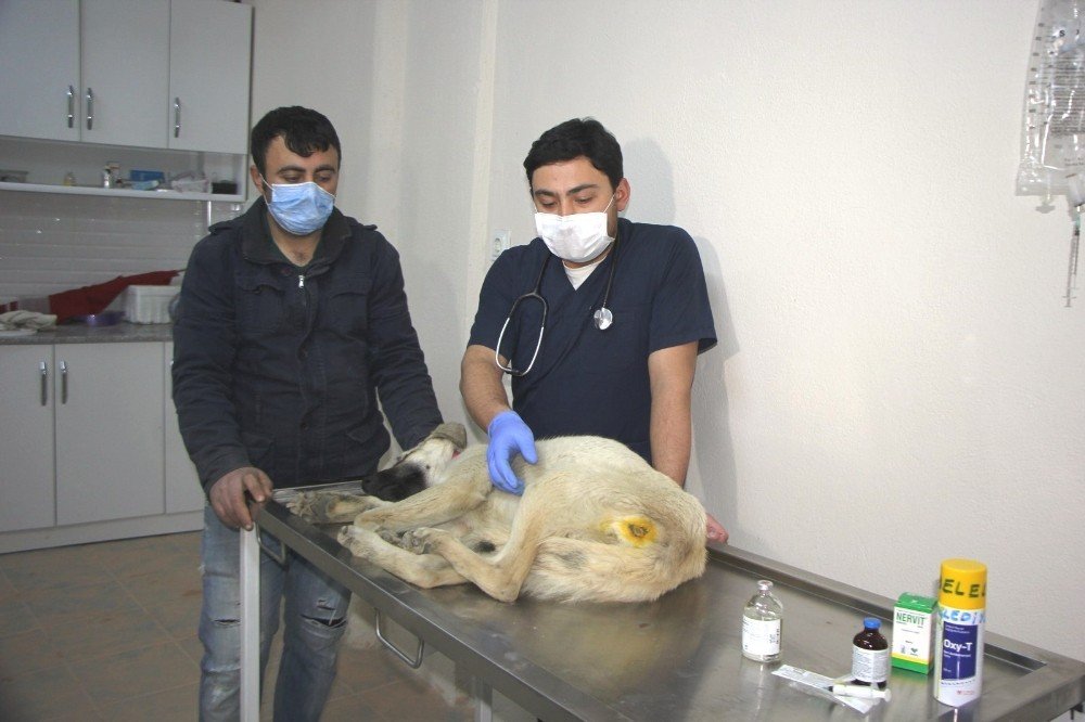 Hisarcık’ta Yaralı Köpeğe Belediye Ekipleri Sahip Çıktı