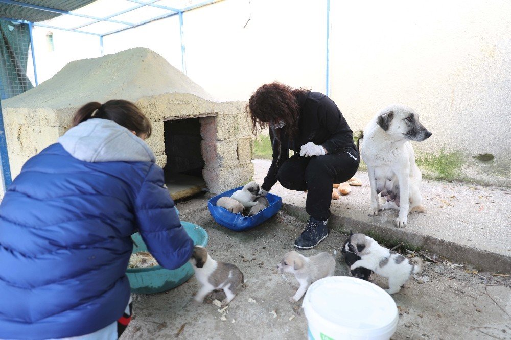 Barınakta Buluşan Hayvan Severler, Köpeklere Kulübe Yaptı