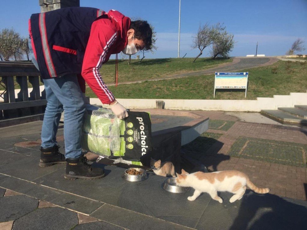Samsun’da Sokak Hayvanları Unutulmadı