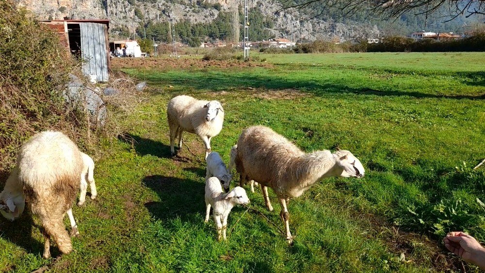 Marmaris’te Çobanlara Kurt Ve Domuz Korkusu Sardı
