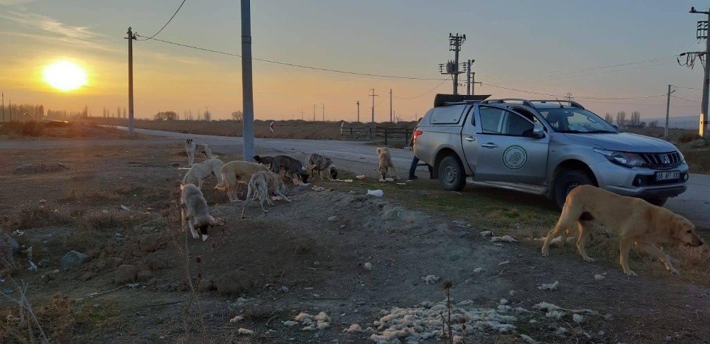 Hafta Sonu Yasağında Sokak Hayvanları Unutulmadı