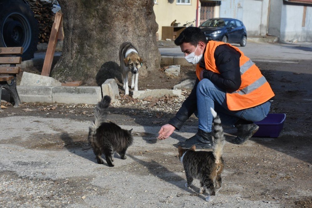 Kısıtlamada Sokak Hayvanları Aç Kalmadı