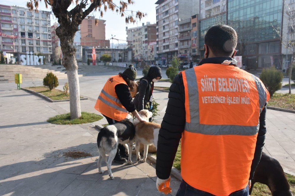 Siirt Belediyesinden Adres Sizden Mama Bizden Projesi