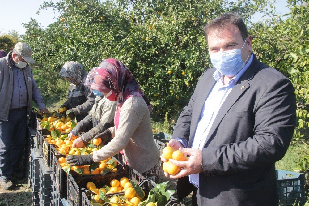 Takoz Mandalina Ekonomiye Kazandırılıyor