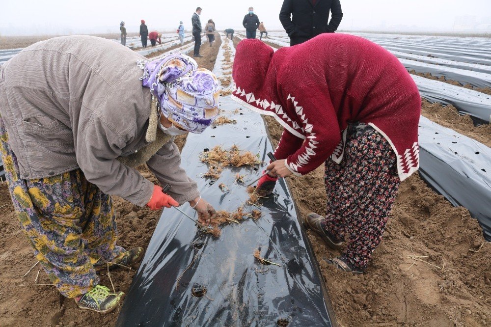 Bismil Belediyesi Kadınlara Yönelik İş Ortamı Oluşturmak Adına ’çilek Okulu’ Açtı