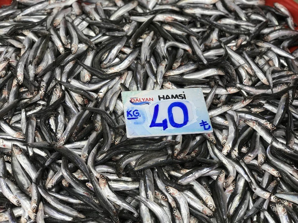 Balık Fiyatları Cep Yakıyor