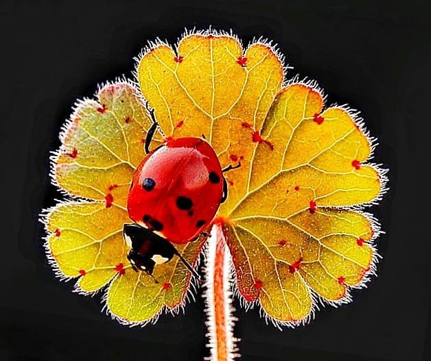 30 Yıldır Uğur Böceği Fotoğrafı Çekiyor