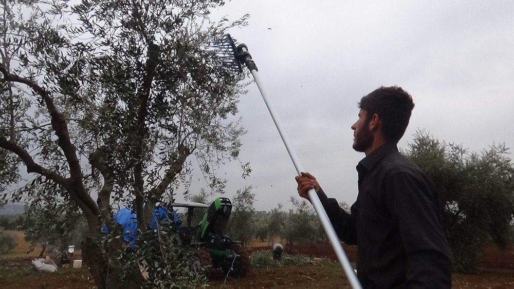 Yağmur Nedeniyle Ara Verilen Zeytin Hasadı Yeniden Başladı