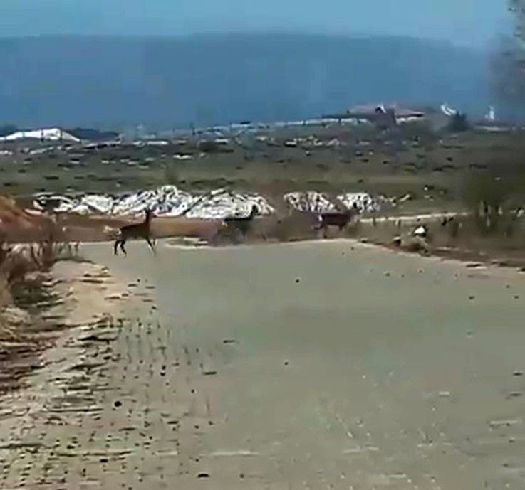 Geyik Sürüsü Yerleşim Alanı Yakınlarında Görüntülendi