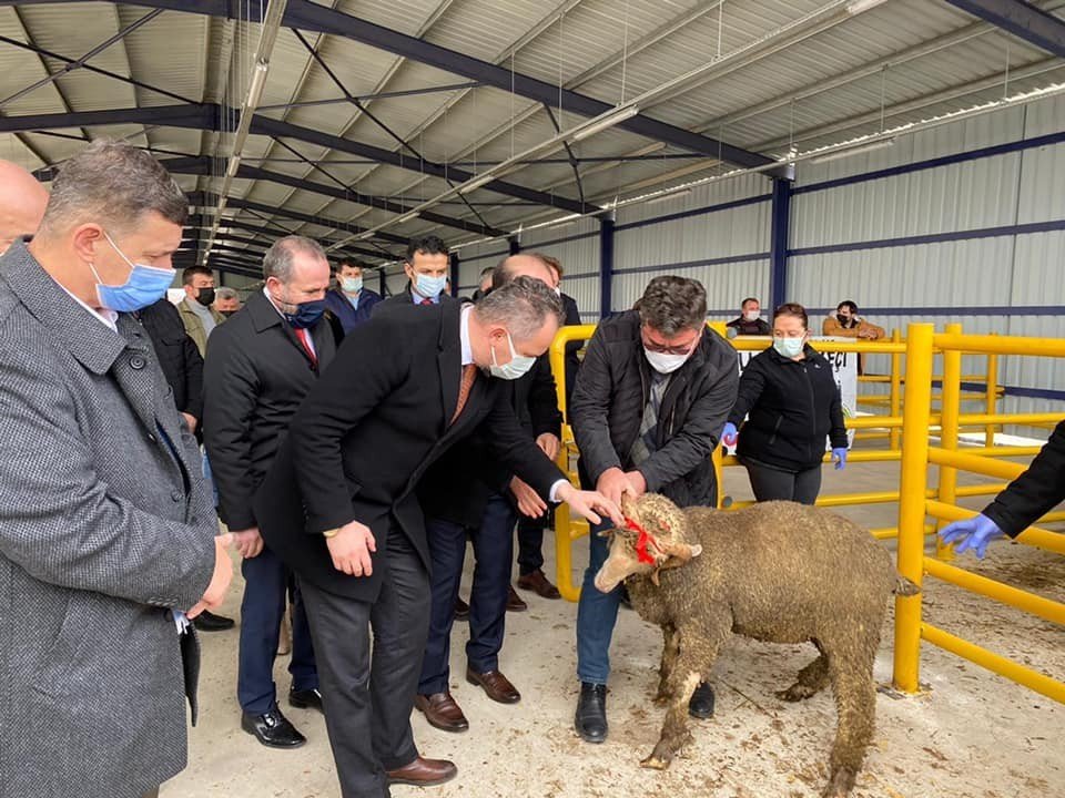 Tekirdağ’da 34 Adet Merinos Irkı Koç Dağıtıldı