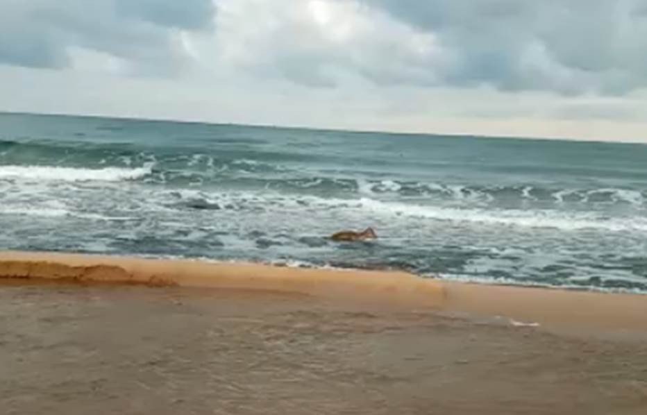 Kayalıklardan Denize Düşen Karaca İçin Seferber Oldular