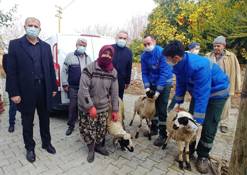 Büyükşehir, Sakız Koyunu Dağıtımına Devam Ediyor