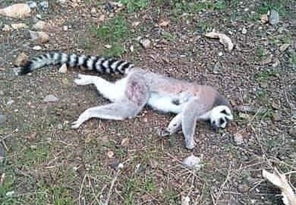 İzmir’de Ormanlık Alanda Ölü Lemur Bulundu